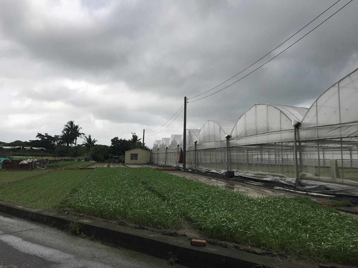 高雄市農業局指出，受到連續降雨影響，為避免影響田間排水，木瓜、番石榴等果樹，需注意清除田間殘枝落果。 圖：高雄市農業局/提供