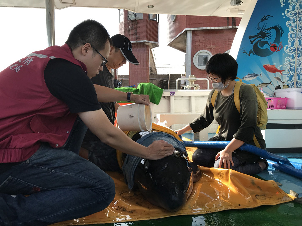 侏儒抹香鯨經持續救援18小時於今（6）日清晨7時44分出海野放成功。 圖：動保處提供