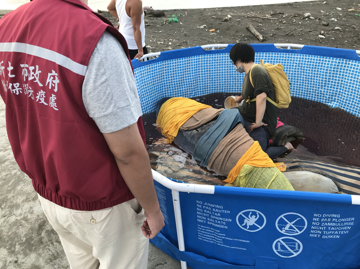 持續18小時的救援後，成功將一頭抹香鯨野放，但仍有兩頭抹香鯨不幸死亡。 圖：動保處提供