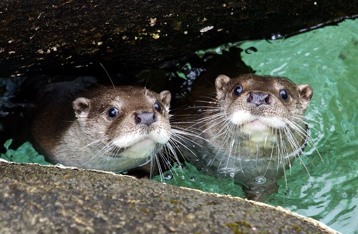 台北市動物園與文山區公所合辦「水獺甲霸力-歐亞水獺保育海報展」，將在107年7月13日至8月7日止於文山公民會館展出。 圖：台北市動物園/提供