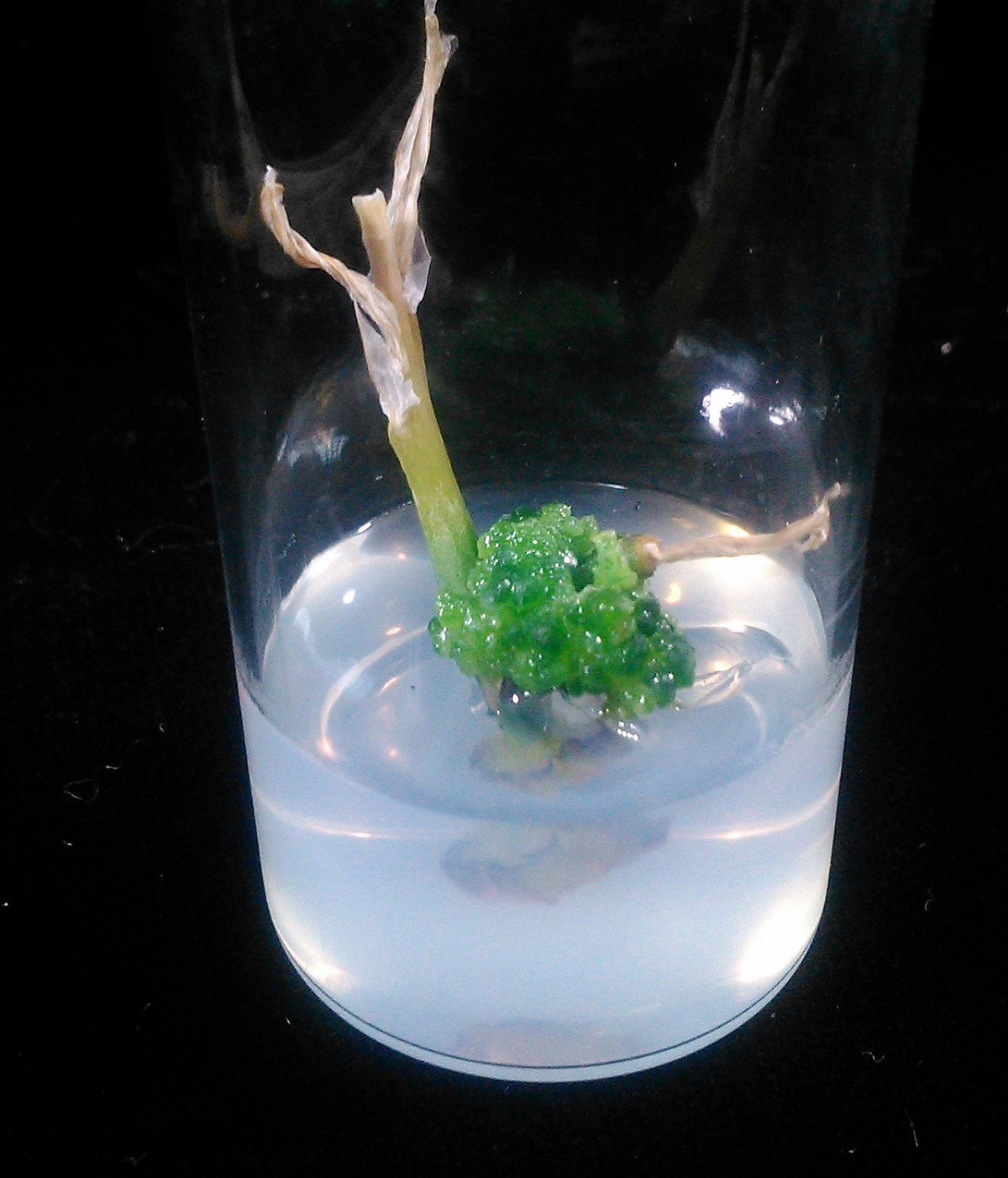 「美吉壽」為百合科十二卷屬(Haworthia)的多肉植物群，原產於非洲南部乾燥地帶。 圖：農委會提供