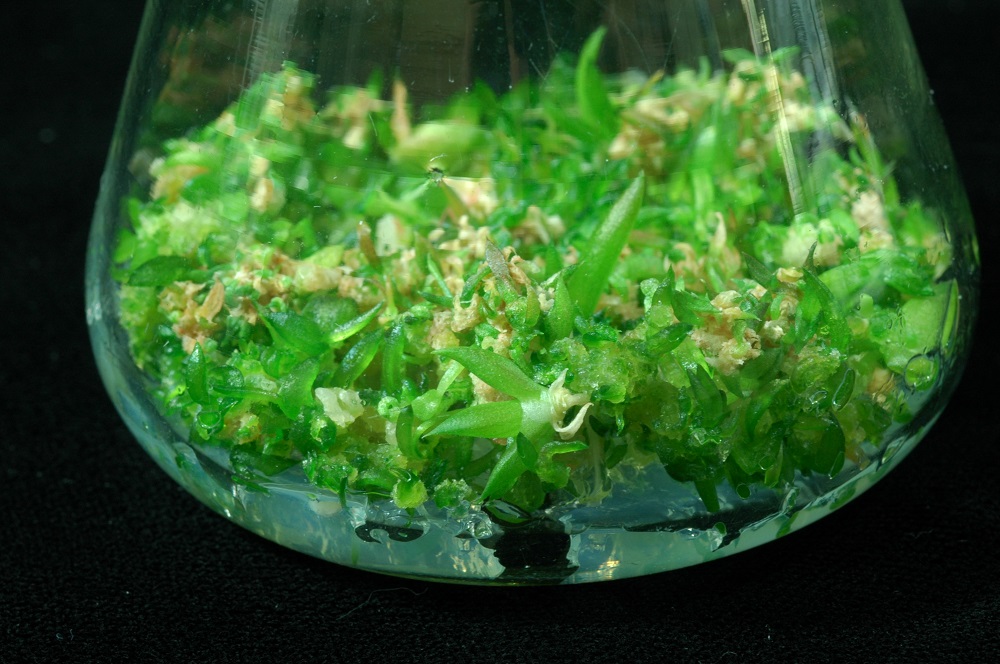 農委會的桃園區農業改良場致力於多肉植物「美吉壽」種苗繁殖技術，大量繁殖多肉植物「美吉壽」種苗。 圖：農委會提供