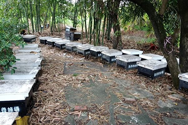 高雄市農業局辦理龍眼蜂蜜評鑑，並使用蜂巢造型的專屬包裝。 圖：高雄市農業局/提供