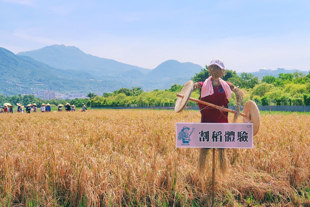 當天還有一系列的免費體驗，除了可以親自下田收割稻作、使用傳統脫穀機脫榖、免費草頭娃娃DIY及米食料理品嚐等活動。 圖：台北市產業發展局提供