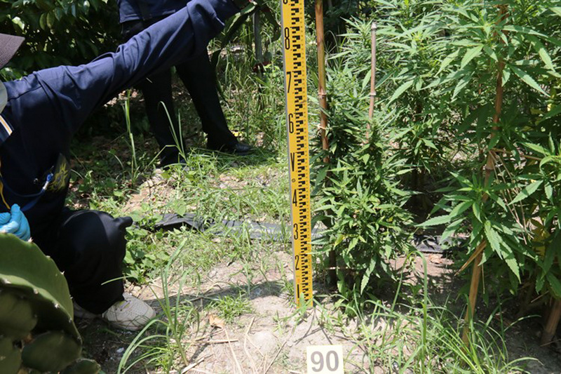 昔日體壇健將梁敬林及葉申喜在屏東縣一處沉香樹園混種大麻，被海巡隊會同警方查獲，起出逾百株大麻植株（圖），兩人15日移送高雄地檢署，訊後交保。 圖 : 海巡/提供