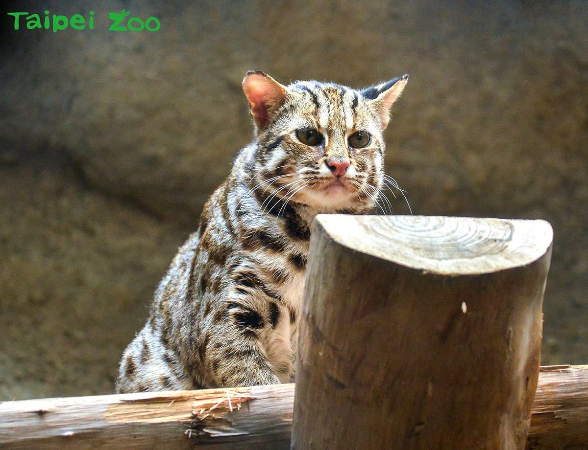 台灣石虎在2008年被列為第一級瀕臨絕種保育類動物。圖為台北市立動物園的石虎「集寶」，並非文中當事石虎。 圖：翻攝自Taipei Zoo 臺北市立動物園臉書粉絲頁