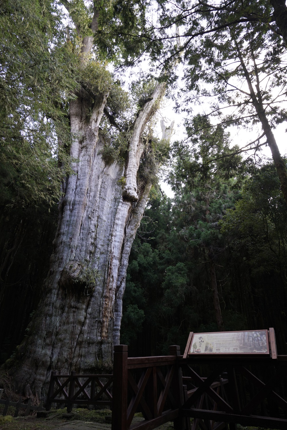 旅客能從水山線的終點，沿著步道拜訪阿里山2700歲的水山巨木，將成為阿里山林業鐵路的未來最佳秘境觀光點之一。 圖：林務局提供