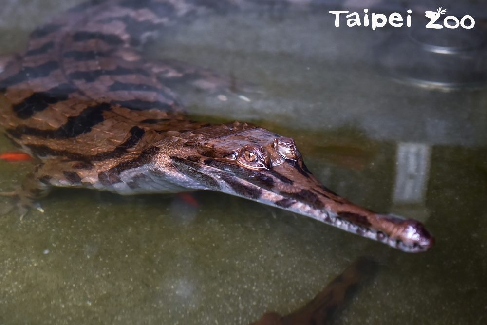 台北市立動物園「2018動物夏夏叫-全能保育員」系列活動，本週六(7月21日)將推出「馬來長吻鱷之夜」。 圖：台北市動物園提供