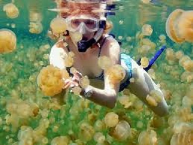 帛琉水母湖裏有數萬隻的水母，蔚為奇觀。 圖 : 翻攝自travelers.pixnet.net