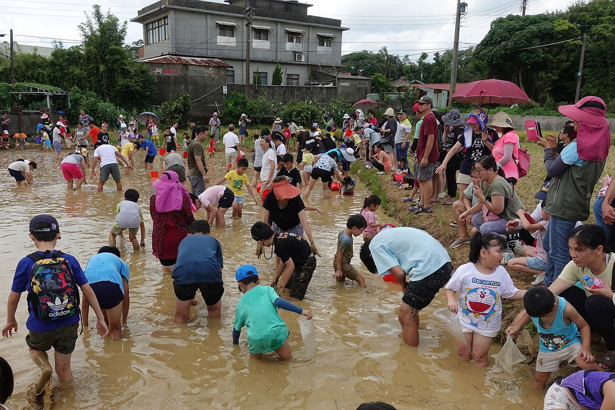 大小朋友皆捲起褲管、踏入水池抓泥鰍。 圖：桃園市政府/提供
