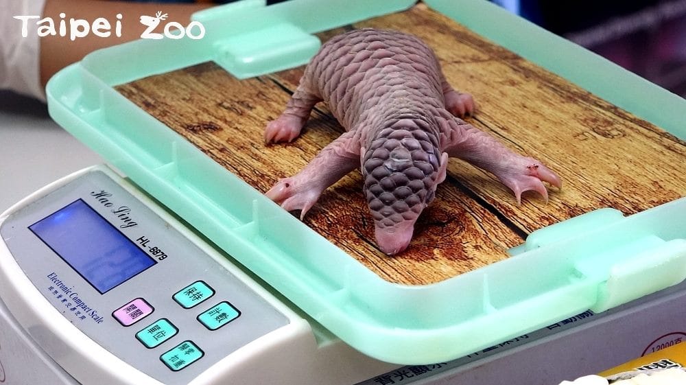 剛出生的「梧空」全身粉嫩、模樣超萌der！ 圖：台北市動物園提供