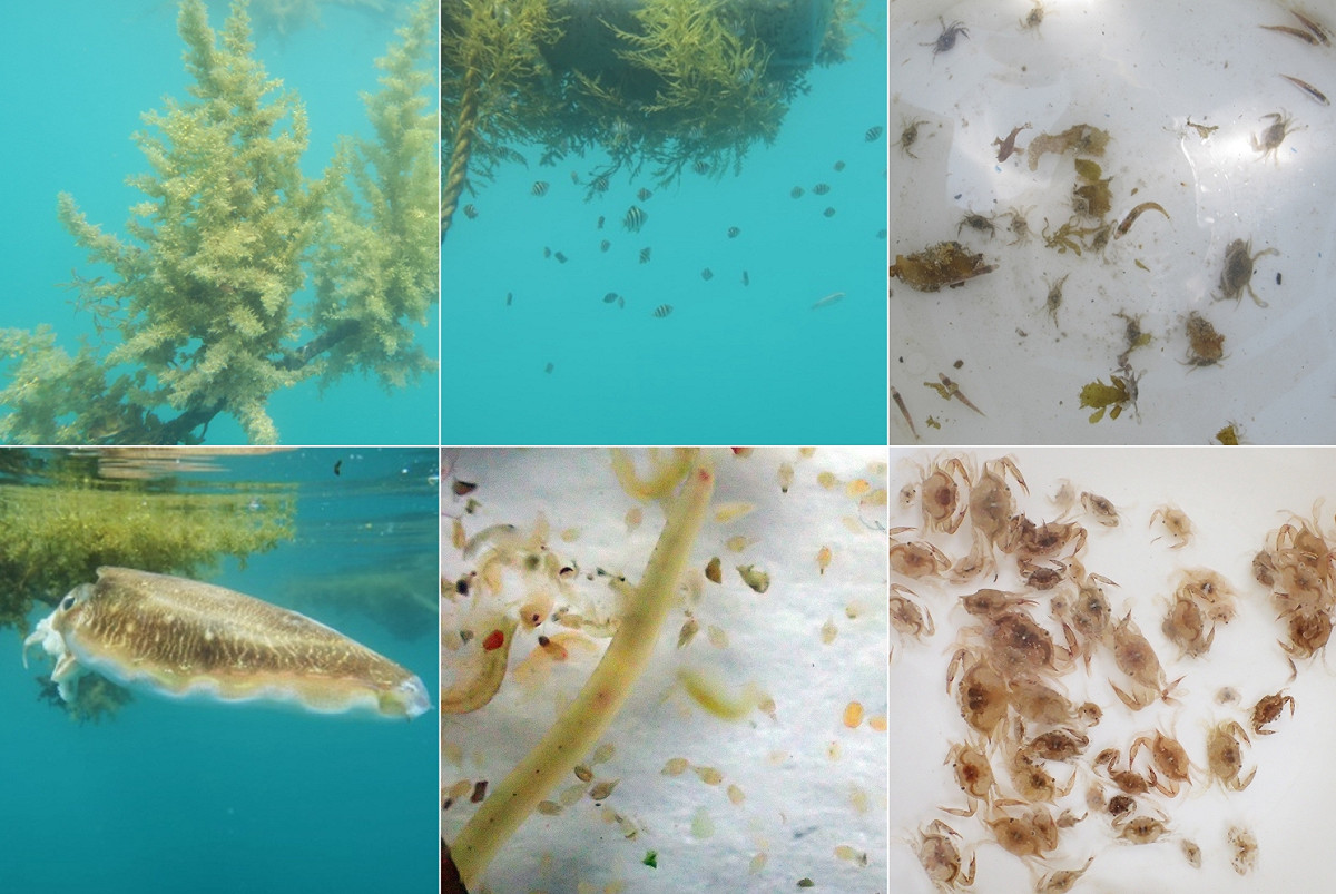 海藻周邊水產生物。 圖：水試所／提供