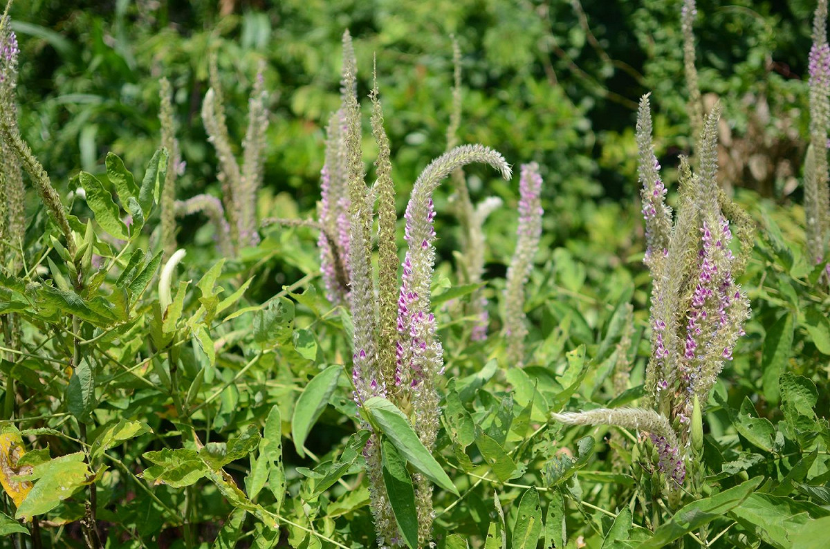 在夏季也開花的柳葉馬鞭草，淡紫色妝點了藥用植物園，因葉片狹長像柳葉，故名柳葉馬鞭草，常被誤認為薰衣草。 圖：台北市工務局提供