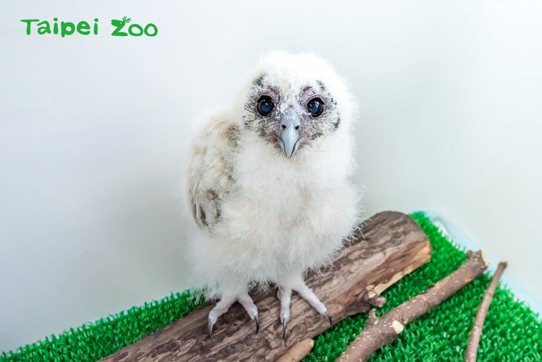 褐林鴞寶寶「雪寶」小時候的模樣Q萌可愛。 圖：台北市動物園提供