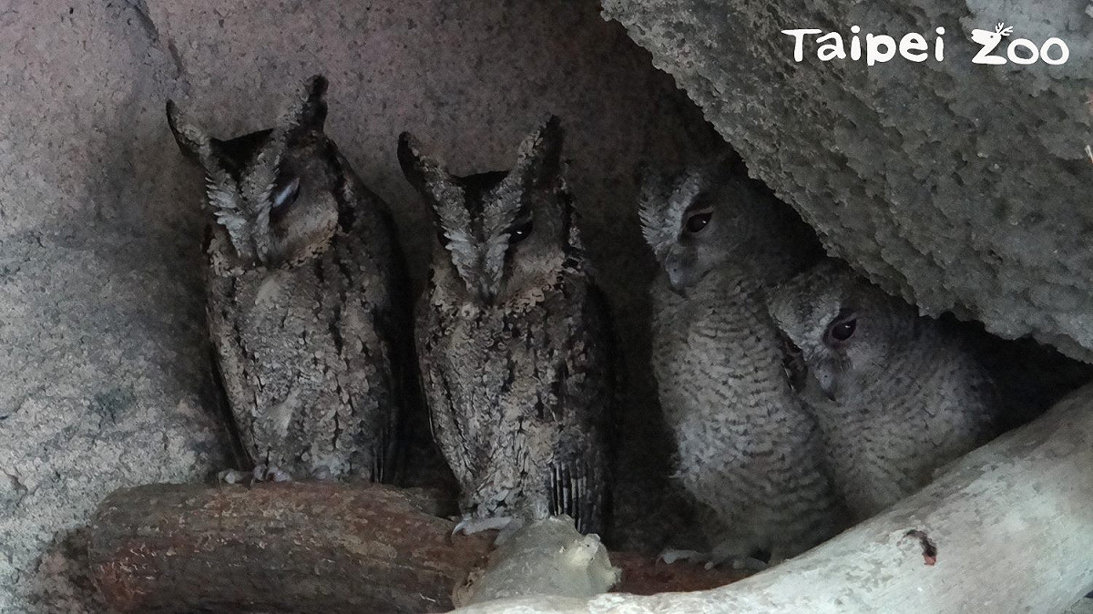 明(4日)起台北市立動物園將於八月期間的週六夜開延長開放至9點，同時明天也是一年一度的「國際貓頭鷹意識日International Owl Awareness Day」。 圖：台北市動物園提供