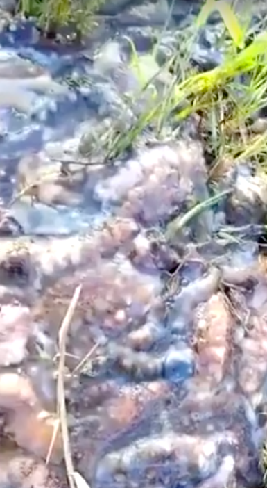 死亡的海參浮上水面，更多化成黏液在池底。 圖：翻攝youtube