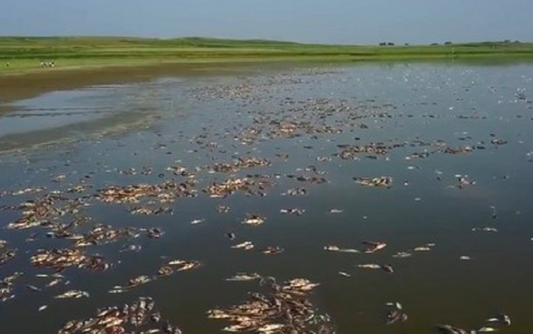 法庫縣獾子洞水庫水溫高達40度、水位過低，20萬斤魚翻白肚死亡。 圖：翻攝梨視頻