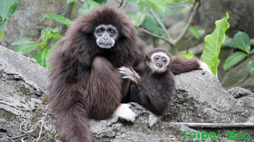 今(8)天是一年一度的父親節，而在台北市的動物園也一同歡慶這個節日，其中爸爸「阿寶」父代母職的照顧整個家族，故事相當感人！ 圖：台北市動物園提供