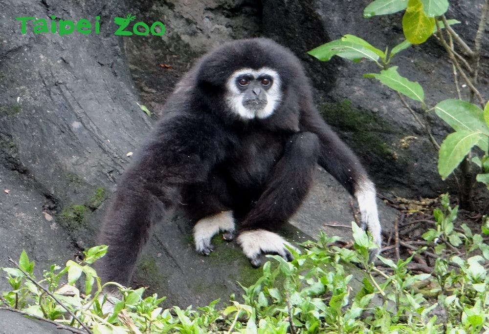 白手長臂猿模範父親，父代母職的爸爸「阿寶」。 圖：台北市動物園提供