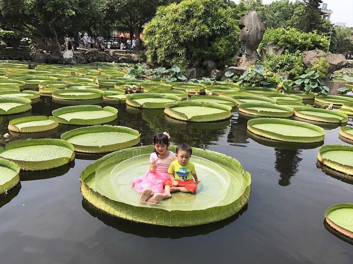 台北市工務局舉辦的「2018雙溪公園大王蓮乘坐活動」，將在10日開放網路報名、14日起舉辦12個場次。 圖：台北市工務局提供