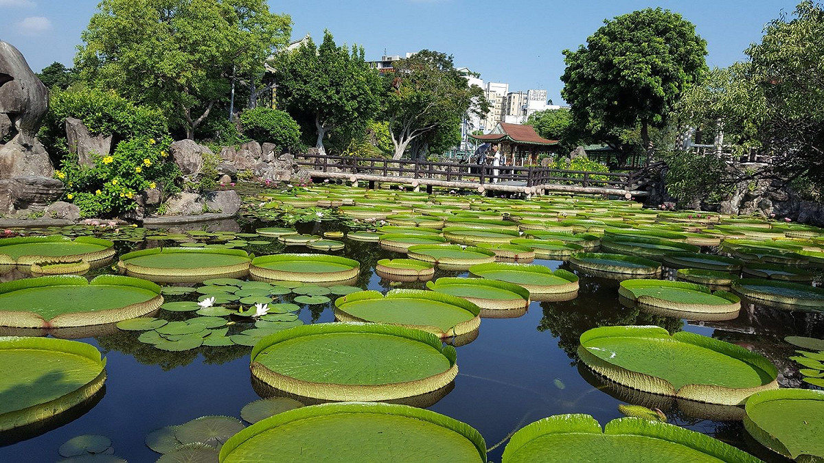因近年天氣高溫異常，培育大王蓮不易，因此今年「2018雙溪公園大王蓮乘坐活動」將是最後一年舉辦。 圖：台北市工務局提供