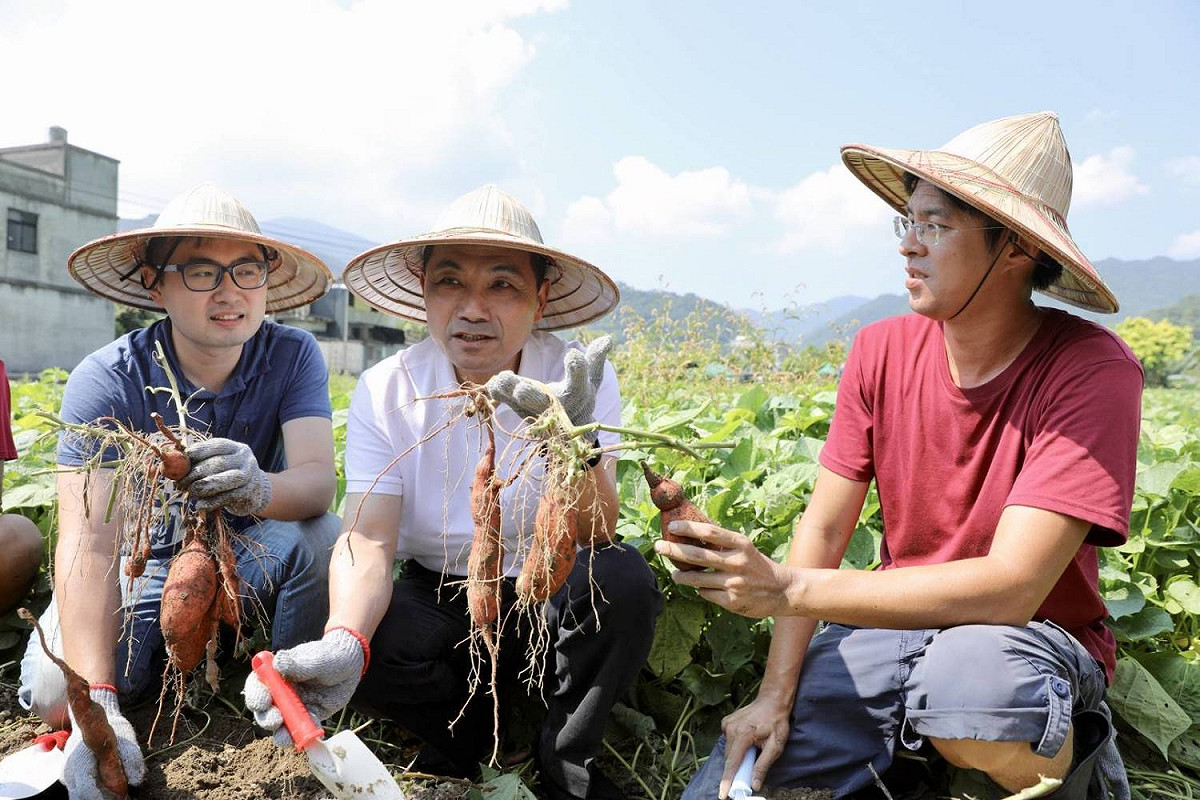 侯友宜探訪金山青農賴家華開設的「汪汪地瓜園」，親身體驗挖地瓜。 圖:侯友宜競選辦公室/提供