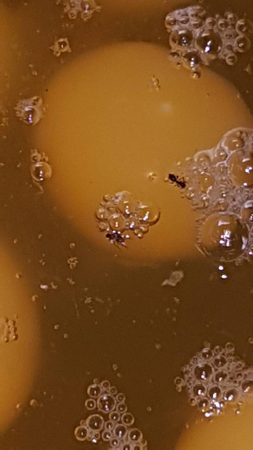 蛋液上還清楚可見昆蟲屍體。 圖:桃園地檢署/提供