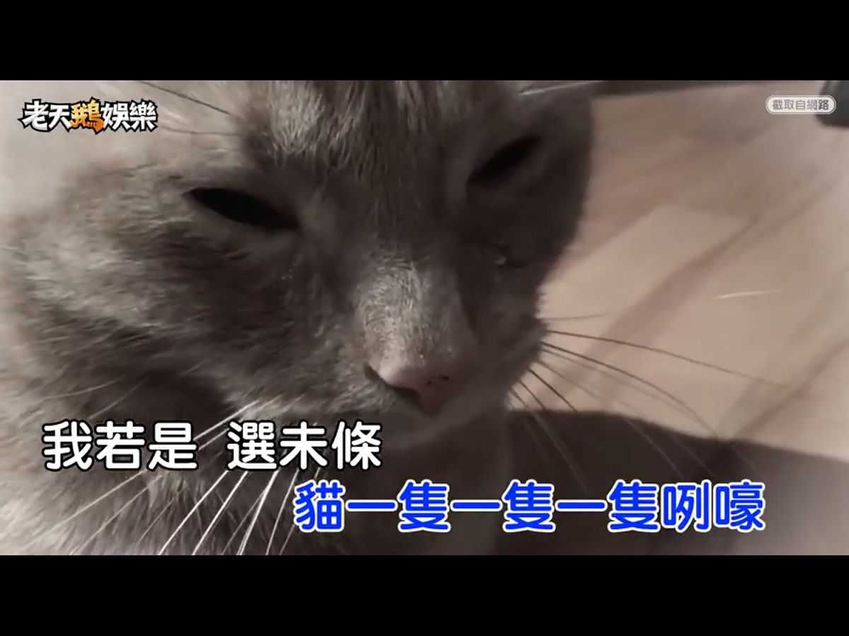 影片中，喵星人一樣超搶戲。 圖：翻攝自姚文智臉書