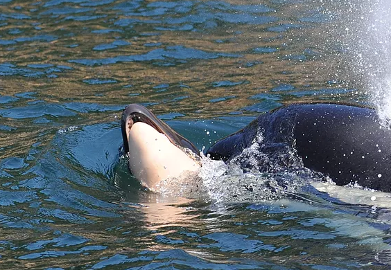 虎鯨媽媽塔勒夸伴游幼鯨至少17天後終於放手。 圖：翻攝自Center for Whale Research官網