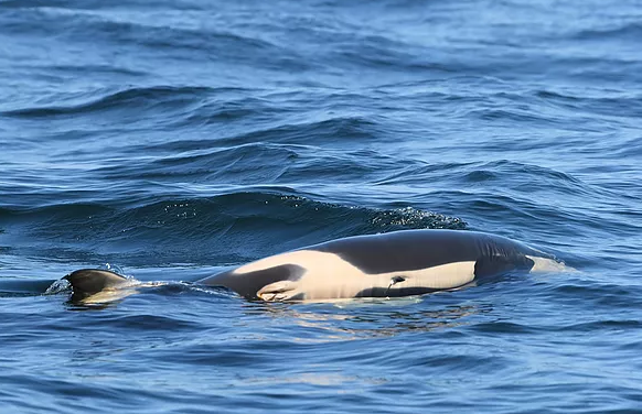 虎鯨媽媽塔勒夸伴游幼鯨至少17天後終於放手。 圖：翻攝自Center for Whale Research官網