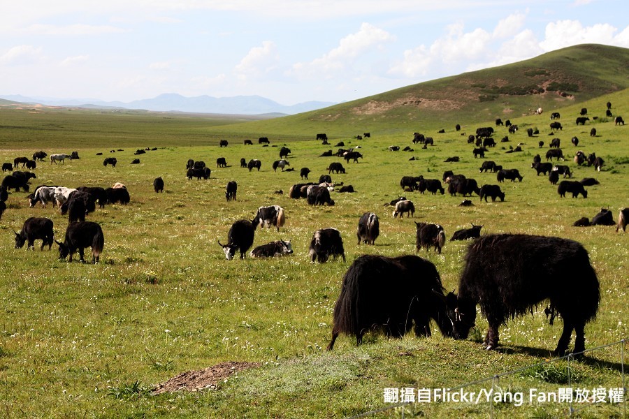 黑龍江與內蒙古發生的均為皮膚炭疽，是以牛、羊等食草動物為主要傳染源，是一種人畜共患傳染病。 圖：翻攝自Flickr/Yang Fan開放授權