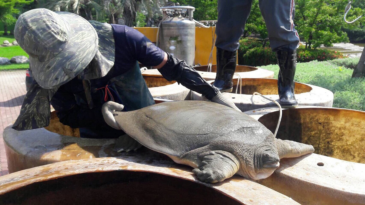 台中市政府建設局今(15)日進行南屯區豐樂雕塑公園大規模整建工程，作業過程中意外發現俗稱沙鱉的黿。 圖：台中市新聞局／提供