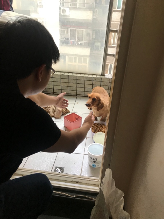 新店區達觀路上的一戶人家在陽台打罵一隻臘腸狗，被住戶通報疑似虐打動物，動保處在接獲通報後，立即偕同里長前往現場釐清狀況。 圖：新北市動物保護防疫處/提供