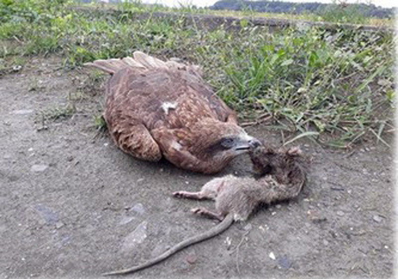 屏科大野保所鳥類生態研究室日前發表論文「從黑鳶中毒線索，揭開過去大毒殺的年代」，指出台灣從1950年開始實施滅鼠運動，1980年代起又陸續引進第二代毒性更高老鼠藥，且每年發放給農民的數量高達800噸到900噸之多，如今市面上可買到的都是二代鼠藥，對黑鳶等鳥類的危害雪上加霜。 圖：洪孝宇提供