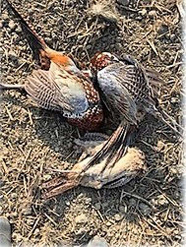 屏科大野保所鳥類生態研究室日前發表論文「從黑鳶中毒線索，揭開過去大毒殺的年代」，指出1980年前後農藥防鳥、鼠，農地鳥類廣泛被毒殺。 圖：洪孝宇提供