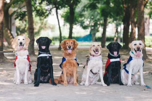 台灣導盲犬訓練不易，僅有不到50隻。 圖：惠光導盲犬學/提供