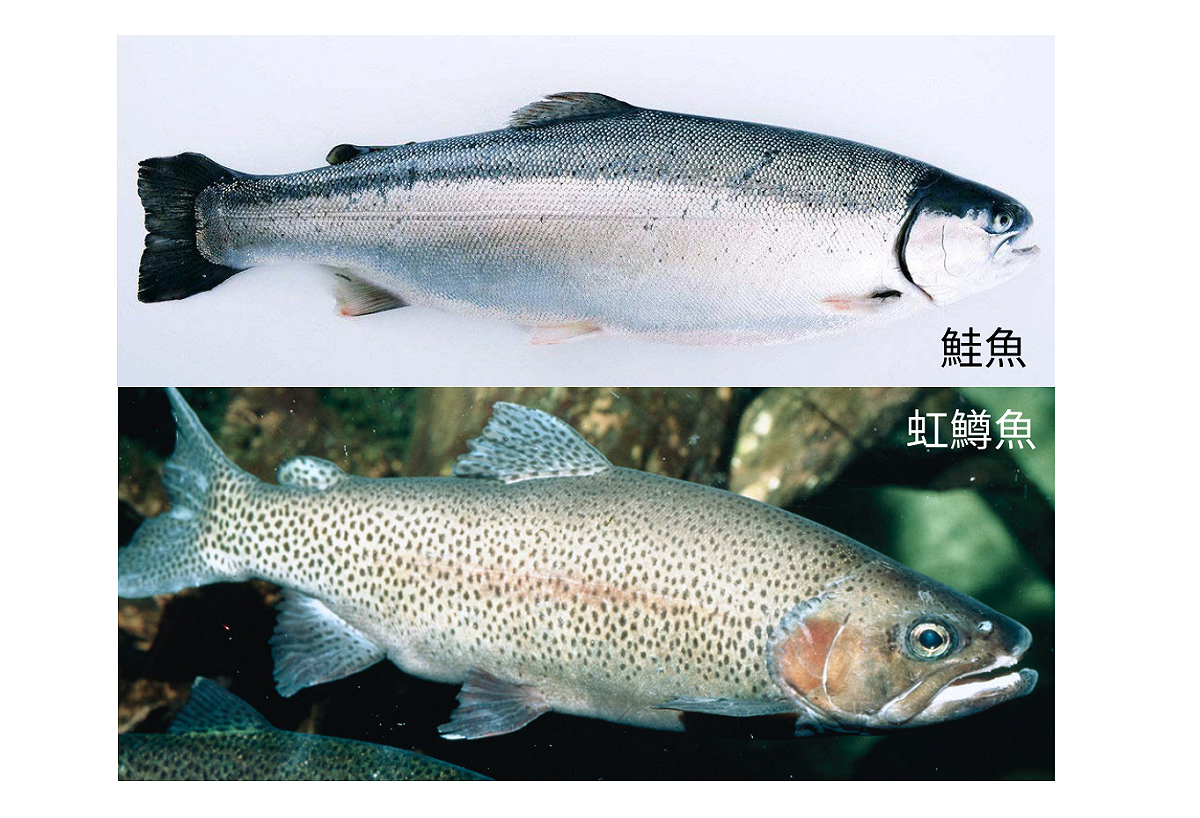 中國一個民間協會將「虹鱒」列為鮭魚的一種，指鱒為鮭因起消費者反彈。針對此事，上海官方今（21）日召開鮭魚定義之爭討論會，期望釐清兩者關係。 圖：新頭殼合成