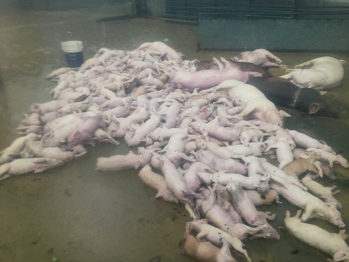 豪大雨造成嘉義縣豬隻大量死亡，災情慘重，圖為民雄鄉某處養豬場的慘狀。 圖：嘉義縣政府/提供