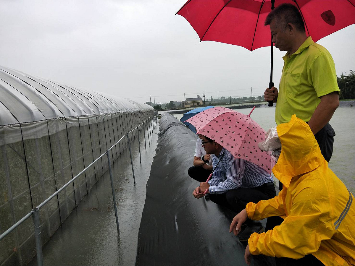高雄市農業局長鄭清福今(24)日前往災區瞭解農損情形，以維農民權益。 圖：高雄市農業局/提供