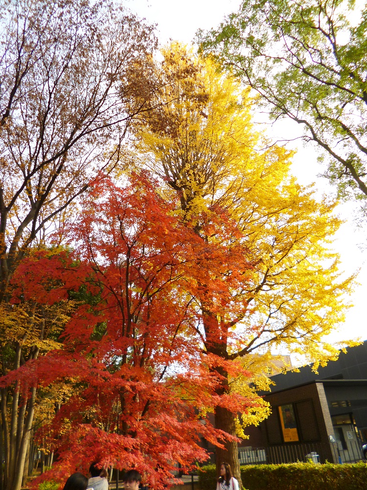 受到高溫影響，日本今年楓葉有可能比往年晚轉紅。 圖：凱特文化/提供