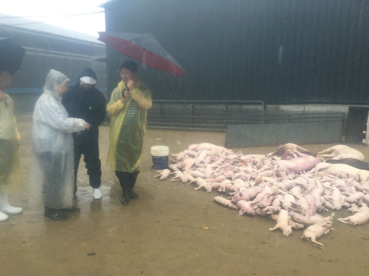 暴雨導致畜禽損失1億5,768萬元。 圖：嘉義縣政府提供