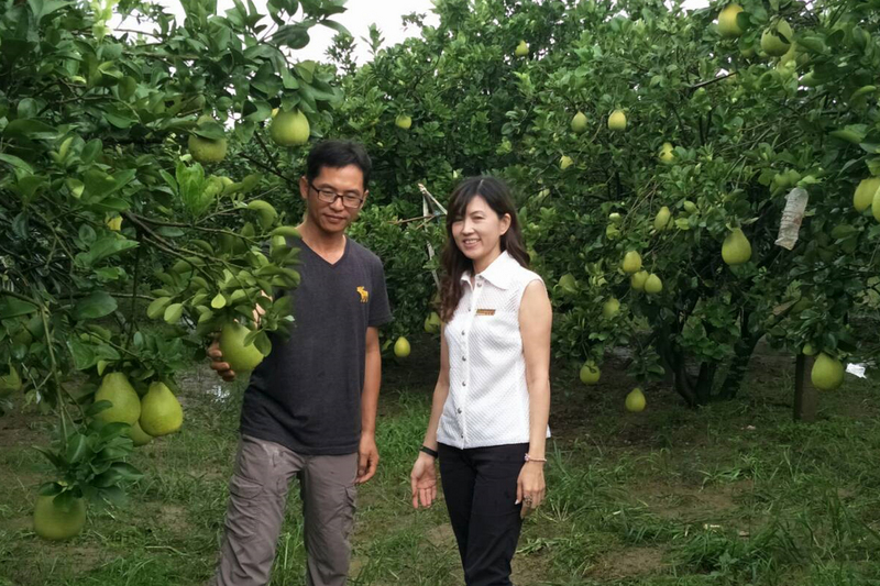 台南市麻豆區農會總幹事孫慈敏（右）27日與農民帶領媒體走訪文旦柚果園，澄清麻豆地區果園受日前豪雨淹水損害不大，品質無虞。 圖：中央社