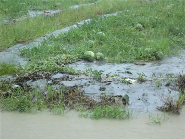 大雨造成蔬果泡水。 圖：高雄市農業局/提供