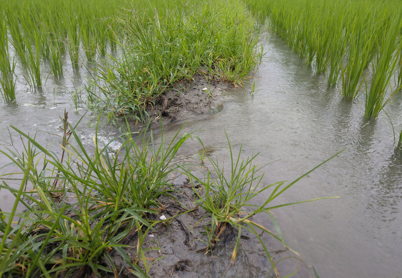 連日下雨，田間淹水嚴重，台東農改場呼籲農友，進行防災管理措施同時，勿忘自身安全。 圖：中央社