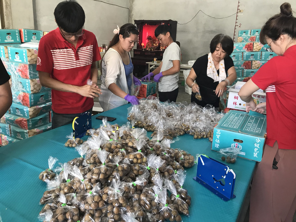 農業局指出，龍眼均由豐原區農會依各班人數剪枝後各別裝袋後，再委由物流公司全程以冷藏車配送至試辦區各校領收。 圖：台中市政府/提供