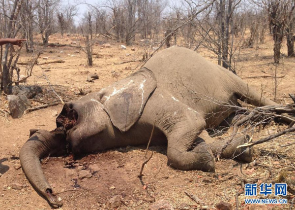 大象保育團體「大象無國界」（Elephants WithoutBorders）今天表示，在波札那發現90頭大象屍體遭盜獵者拔走象牙。 圖 : 翻攝自新華網