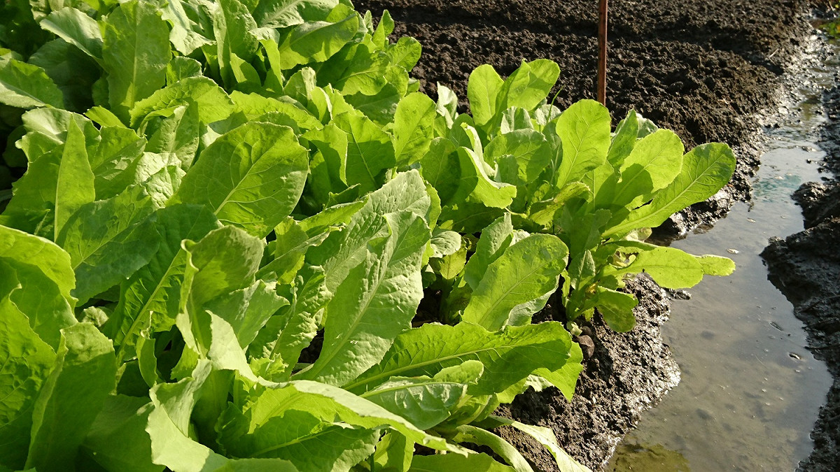國健署提醒，生機飲食時，不要隨便從野地摘取野菜就直接食用。 圖：農委會／提供 (資料照片)