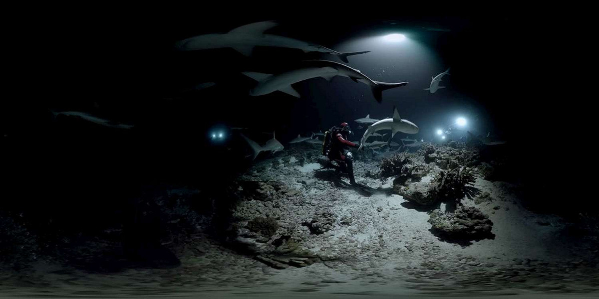 《天啊，海底有鯊魚！》跟著法國海洋生物學家加入鯊魚群，跟著鯊魚一同狩獵、生活。 圖：高雄市電影館提供