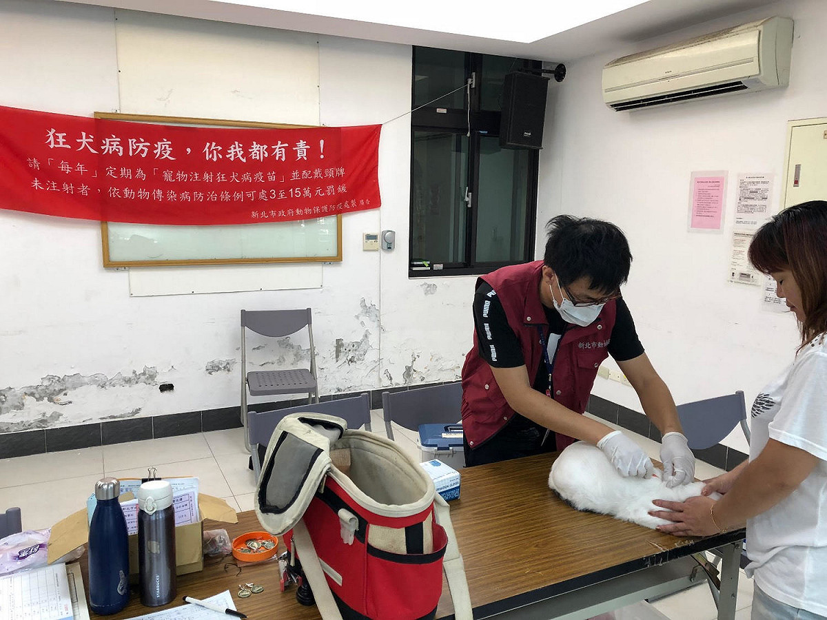 貓咪也能植入晶片做寵物登記。 圖：新北市動保處／提供