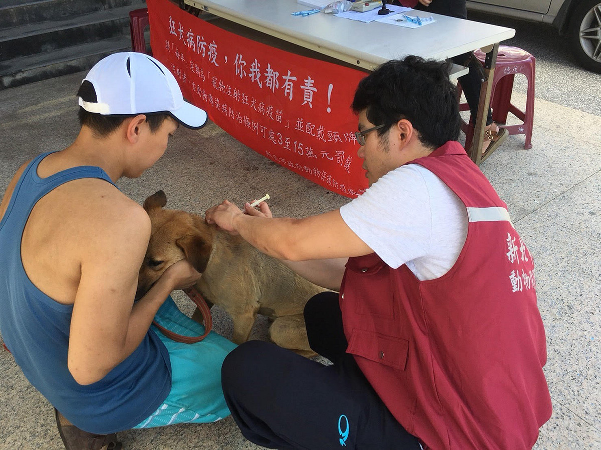 動保處獸醫幫狗寶貝施打晶片做寵物登記。 圖：新北市動保處／提供